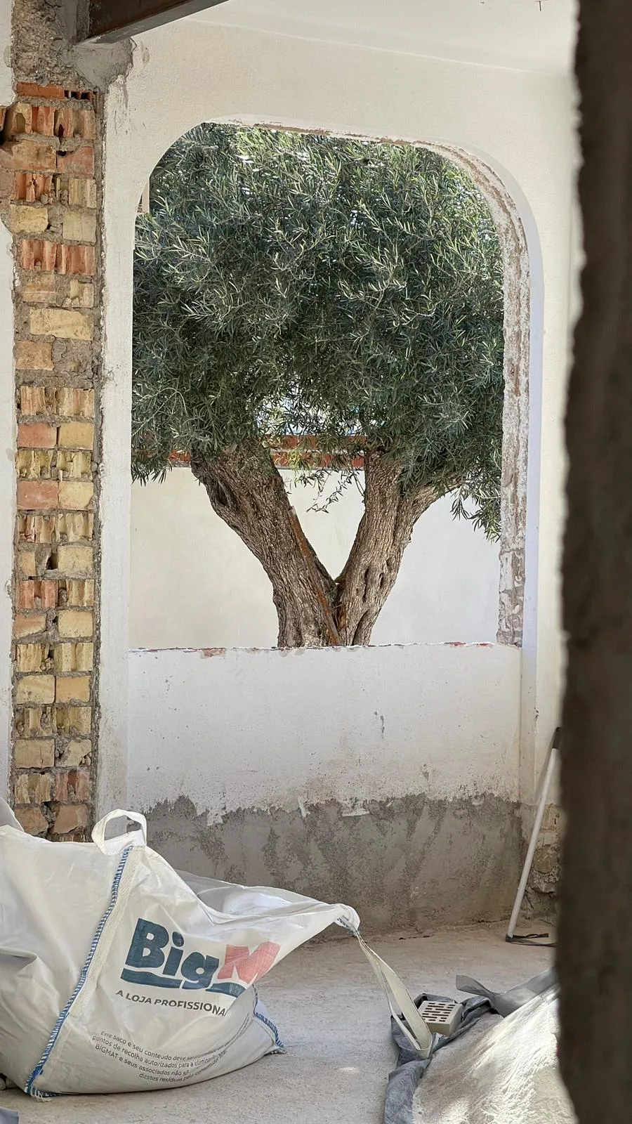Olivo enmarcado por un muro encalado y ladrillo visto en el jardín de la vivienda